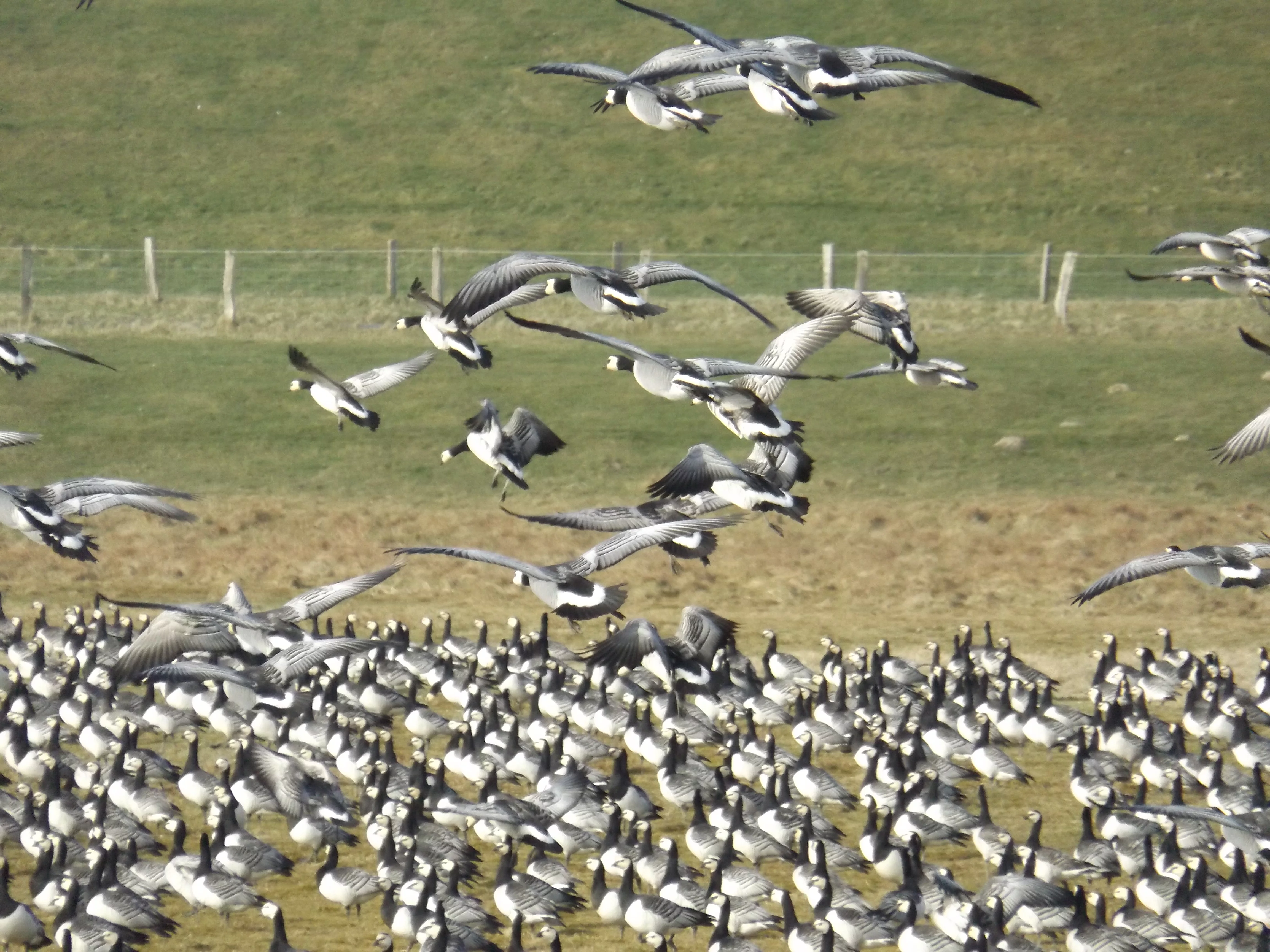 Gänse im Speicherkoog