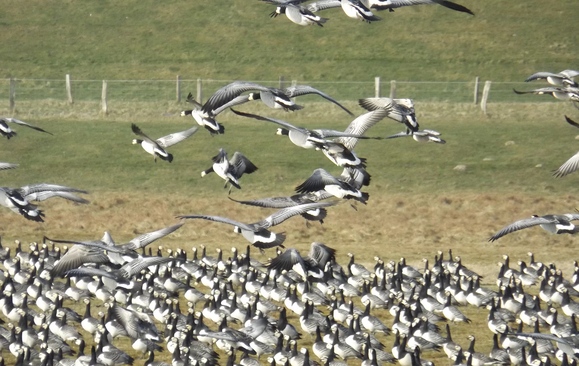 Gänse im Speicherkoog